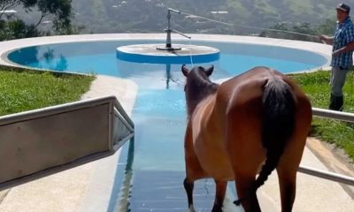 Horse Therapy Pools Provide a Path to Wellness & Recovery