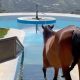 Horse Therapy Pools Provide a Path to Wellness & Recovery