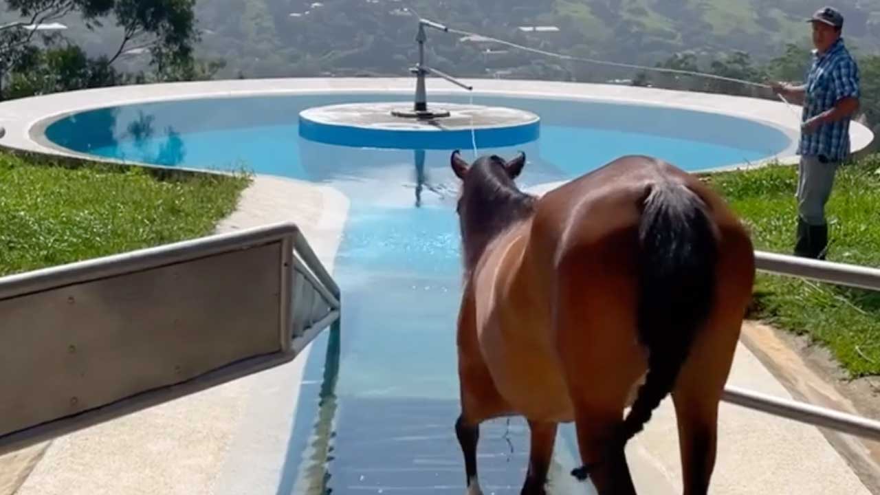 Horse Therapy Pools Provide a Path to Wellness & Recovery