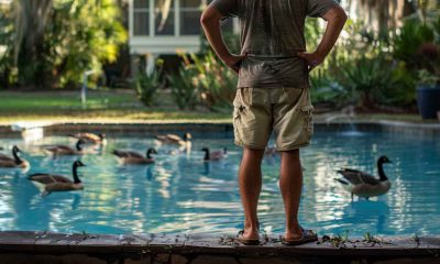 Repel Birds From Your Pool With These Helpful Tips