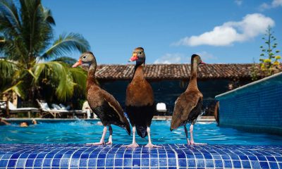Keep Birds Out Of Your Pool With These Helpful Hints