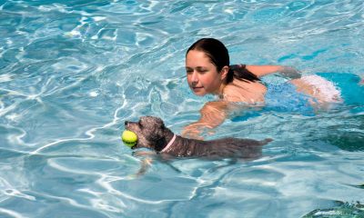 Pool & Pups: Guiding New Dog Owners